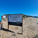 Conservation Efforts for Loggerhead Sea Turtles