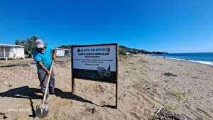 Conservation Efforts for Loggerhead Sea Turtles